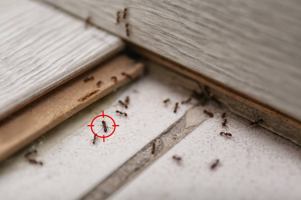 Trusted Withamsville, OH Pest Control Experts