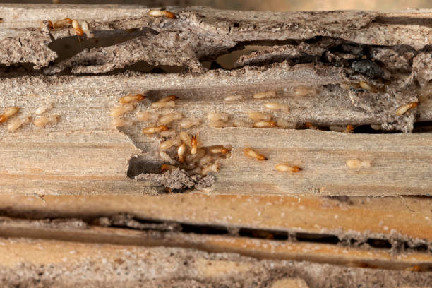 Best Residential Pest Control  in Withamsville, OH