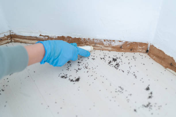 Best Emergency Pest Control  in Withamsville, OH